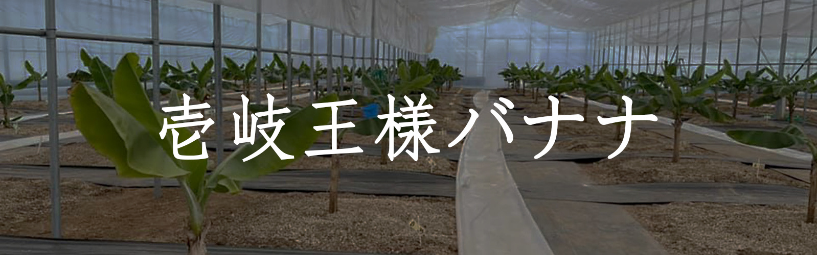 壱岐王様バナナ