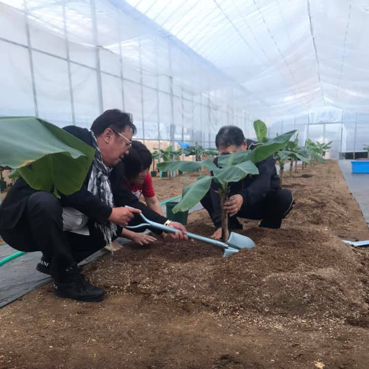 バナナを植樹している画像