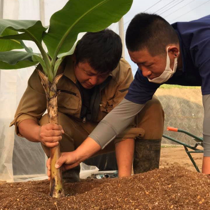 バナナを植樹している画像