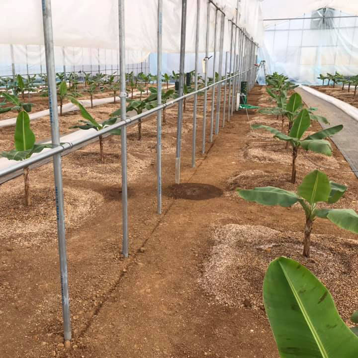 バナナの生育画像