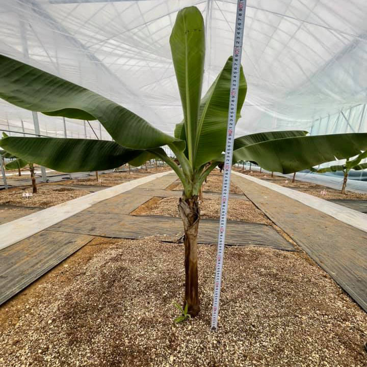 バナナの生育画像