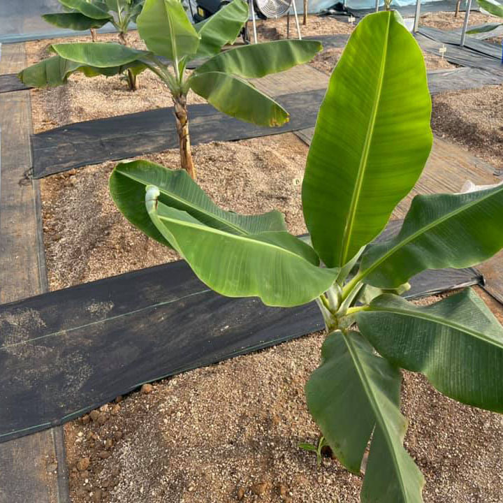 バナナの生育画像