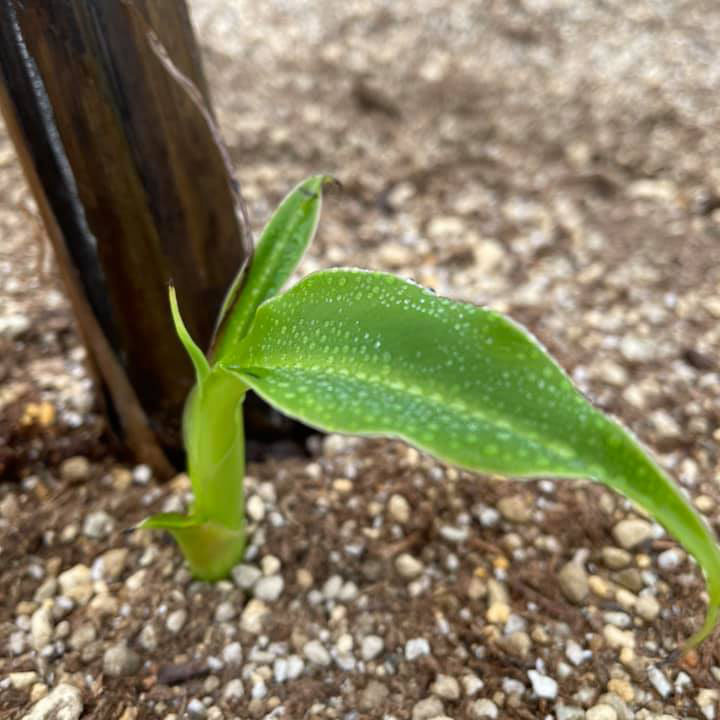 バナナの生育画像